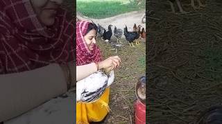 #desi  #poultry  #backyard   #boiler #youtube   #short #turkey2023