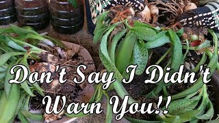 Transplanting Your Drimiopsis? Watch This Video FIRST!