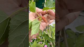 Easiest way to grow Mulberries at home