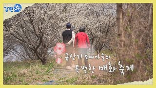 [강원365] 춘천 서면 금산리 도예마을 '점말촌' 매화축제