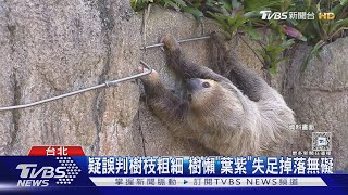 天降「樹懶」砸中遊客 網友:飆出最高時速｜TVBS新聞 @TVBSNEWS01