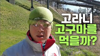 고라니가 고구마 먹을까?