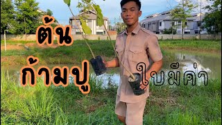 ปลูกต้นจามจุรี ไม้โตเร็ว ขายใบได้