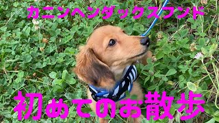 【初めてのお散歩行ってみた】カニンヘンダックスフンドのソラたん🐶