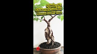 #shorts ต้นโพธิ์เกาะหิน ต้นไม้ริมทางก็ทำบอนไซได้ Bonsai bodhi tree😀😀