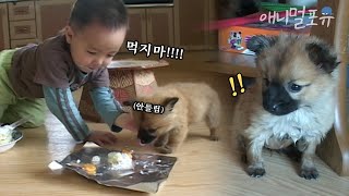 아기 집사와 강아지가 함께 사는 법?! 케이크를 처음 먹어 본 강아지 반응 ㅋㅋㅋ | 현이의 농장일기 EP1 | KBS 주주클럽 041212 방송