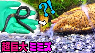 巨大肉食魚に巨大ミミズを与食べさせたら…