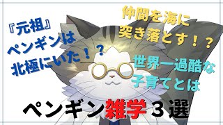 【生き物雑学】ペンギン雑学３選