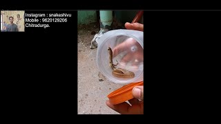 Young COBRA Rescue by Snake Shivu in Chitradurga | ನಾಗರಹಾವು | ಚಿತ್ರದುರ್ಗ.