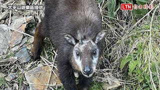 享受寒冬裡日光浴？ 太平山長鬃山羊、黃喉貂陽光下現蹤（太平山遊樂區提供）