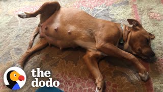 Pregnant Mama Dog Has 9 Puppies On Woman's Couch | The Dodo