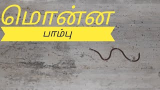 Small snake video | வீட்டில் வரும் பாம்பு | மொன்ன பாம்பு