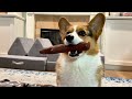 corgi training guide part 13 how to stop puppy biting