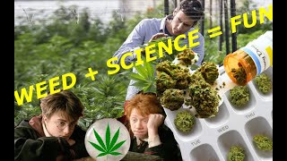 Medical marijuana: Know a lot about your pot!