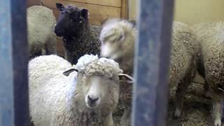 Leicester Longwool Sheep + shearing and bottle babies