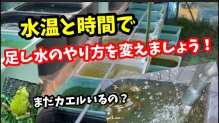 晴れた日に満水にする事をお勧め致します。【メダカ】