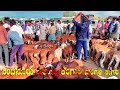 Sindhanur Sheep Market in Karnataka  - The Origin of Kenguri Sheep Breed | Fattening for Meat