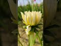 beautiful hibiscus flower. please watch this video and let me know your suggestions through comments