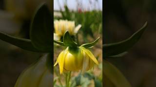 Beautiful Hibiscus Flower. please watch this video and let me know your suggestions through comments