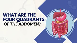 Understanding the 4 Abdominal Quadrants - First Aid Tips for Identifying Abdominal Pain