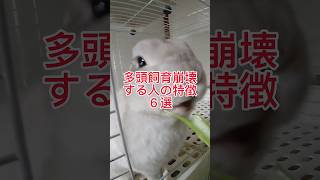 うさぎ多頭飼育崩壊（アニマルホルダー）特徴　#shorts #うさぎ #ネザーランドドワーフ #rabbit #小動物 #bunny #ペット #うさぎの丸吉 #マサカズのうさぎ生活 #多頭飼い