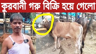 গাবতলী হাট থেকে মন্জু বেপারী কত টাকায় কোরবানি গরু বিক্রি করলো দেখুন।