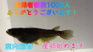 メダカは冬に室内で産卵出来るのか？ 登録者数1000人 ありがとうございます