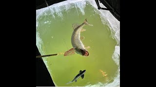 Pike Spearing Random Clips - Shaky Shaft Addicts