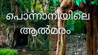 പൊന്നാനിയിലെ ആൽമരം കണ്ടിട്ടുണ്ടോ?Banyan tree in ponani #banyana /#ponani #travel /#banyan_tree#volge