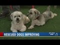 Lhasa Apsos puppies rescued by Suncoast Animal League up for adoption