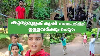 PVC- പൈപ്പിലെ കുരുമുളക് കൃഷി -Black Pepper Cultivation On PVC Pipe | Less is more