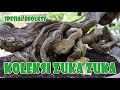 KOLEKSI ZUKA ZUKA BALI BONSAI