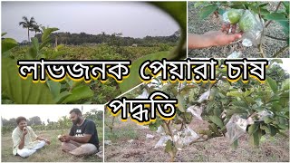 লাভজনক পেয়ারা চাষ পদ্ধতি (Daily Documentary)