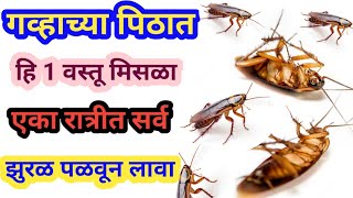 गव्हाच्या पिठात ही 1 वस्तू मिसळा आणि घरातील झुरळ कायमचे घालवा / Cockroach bhagane ka aasan tarika