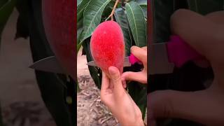 PARTHENOCARPIC MANGO VARIETY :SINDHU ||SEEDLESS MANGO ||PARTHENOCARPY IN MANGO ||MANGOFaming