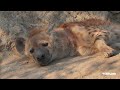 Snoozy Ribbon at the den - SafariLIVE Sunrise - 20 September 2024