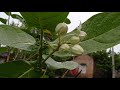 how to care of giant calotrope plant care of giant calotrope plant