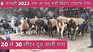 8 जनवरी 2023 जरूआ पशु मंडी बिहार आज एचएफ गाय ब्रीड मैं देखें कीमत के साथ । @ManishRuralFarmer