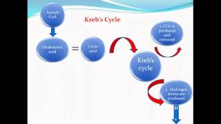 A2 PE Ex Phys - Aerobic System