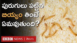 Rice worms: బియ్యానికి పురుగులు పట్టకుండా ఉండాలంటే ఏం చేయాలి? | BBC Telugu