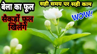 Cutting Se Lge बेला/बेली/जूही/चमेली/mogra/Jasmine में Spring season me करें यह जरूरी काम .