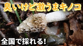 なごり惜しい舞茸ロードで採れるキノコ達！