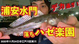 【江戸川区新川で釣り】浦安側の水門近くに来てみたら良型のハゼが釣れまくった！ハゼの特性を活かした釣り方発見しました。《2020年11月24日》