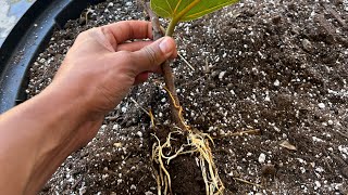 How to “Air-Layer” Propagate a Fiddle Leaf Fig! 🌿🧑🏽‍🌾