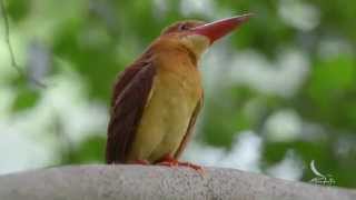 Ruddy Kingfisher 赤翡翠）