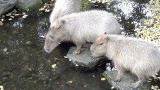 ラ・メールの立ち往生　大宮公園のカピバラたち