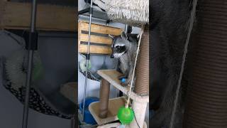 Bad Raccoon Steals Water Bottle Again!