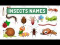 Insects Names for Kids in English - Insects names with pictures - Learn Insects Names