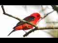 Scarlet Tanager—Flame of Spring