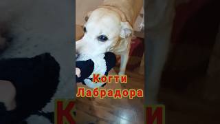 ✅ Мощные Когти...😮✅#лабрадор #labrador #смешныеживотные #собака #юмор #влог